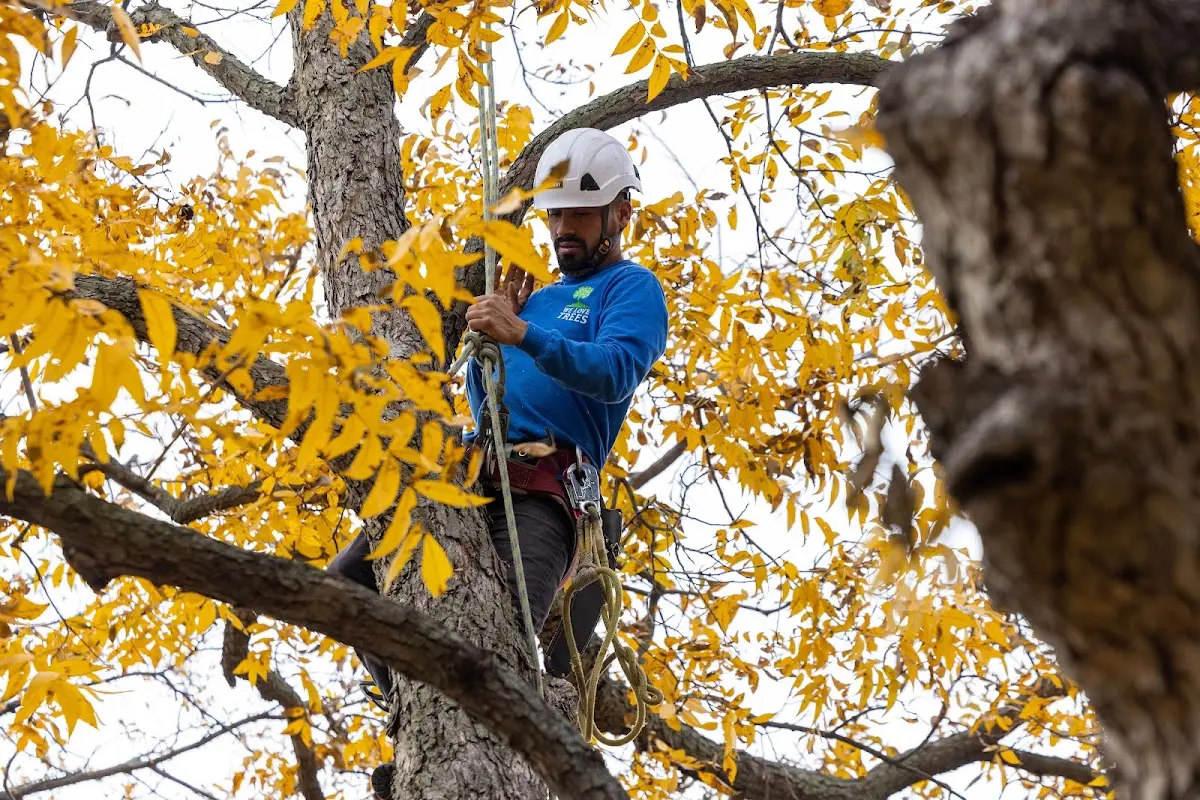 Skilled Emergency Tree Service crew working in Orange